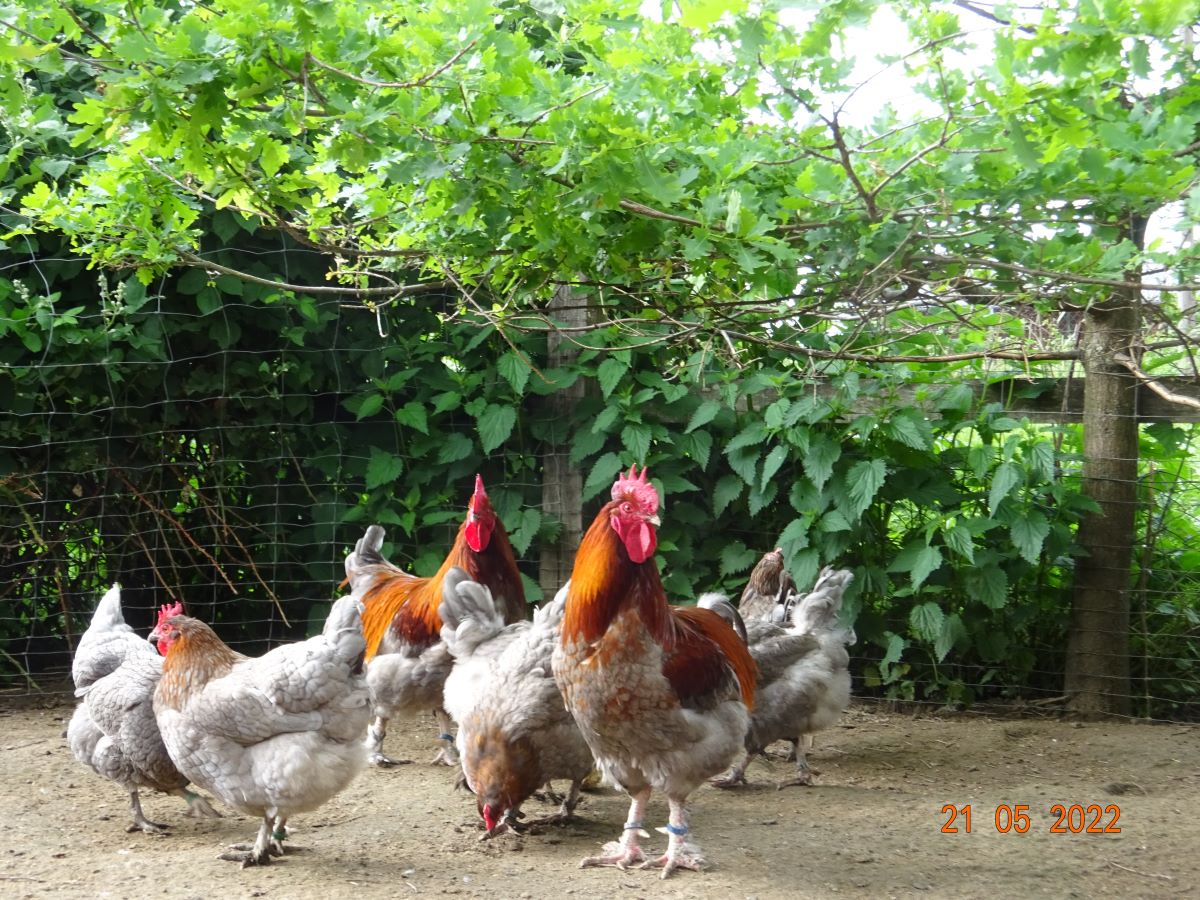 Maran blau kupfer Zuchtstamm 1, 21.05.2022