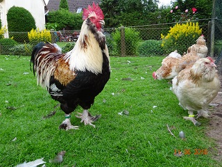 Deutsche Lachsh&uuml;hner, der Hahn ist 5 Jahre alt. 11.06.2018