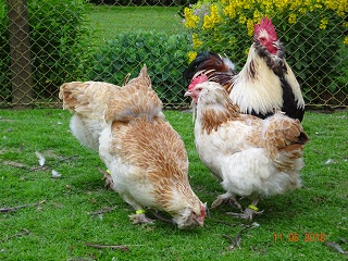 Deutsche Lachsh&uuml;hner, der Hahn ist 5 Jahre alt. 11.06.2018