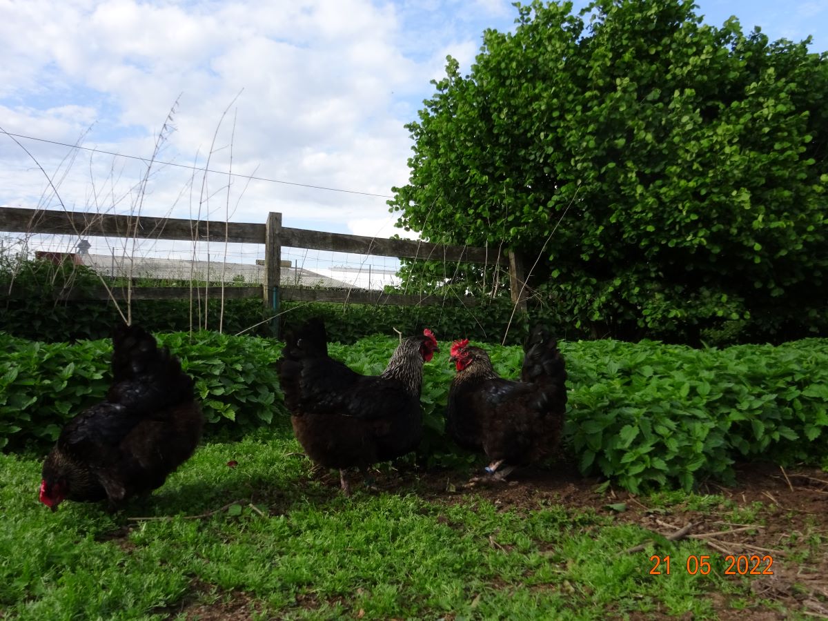 Maran schwarz silber, 21.05.2022