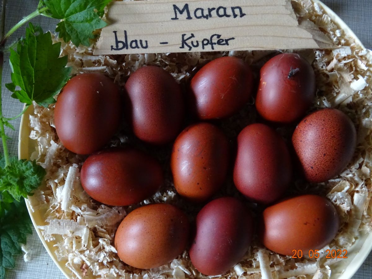 Maran blau kupfer Bruteier, 20.05.2022