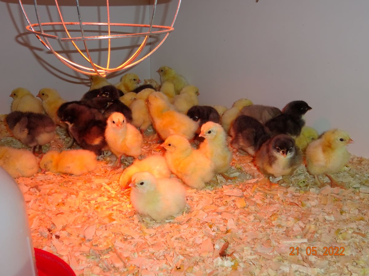 Sundheimer K&uuml;ken, 21.05.2022