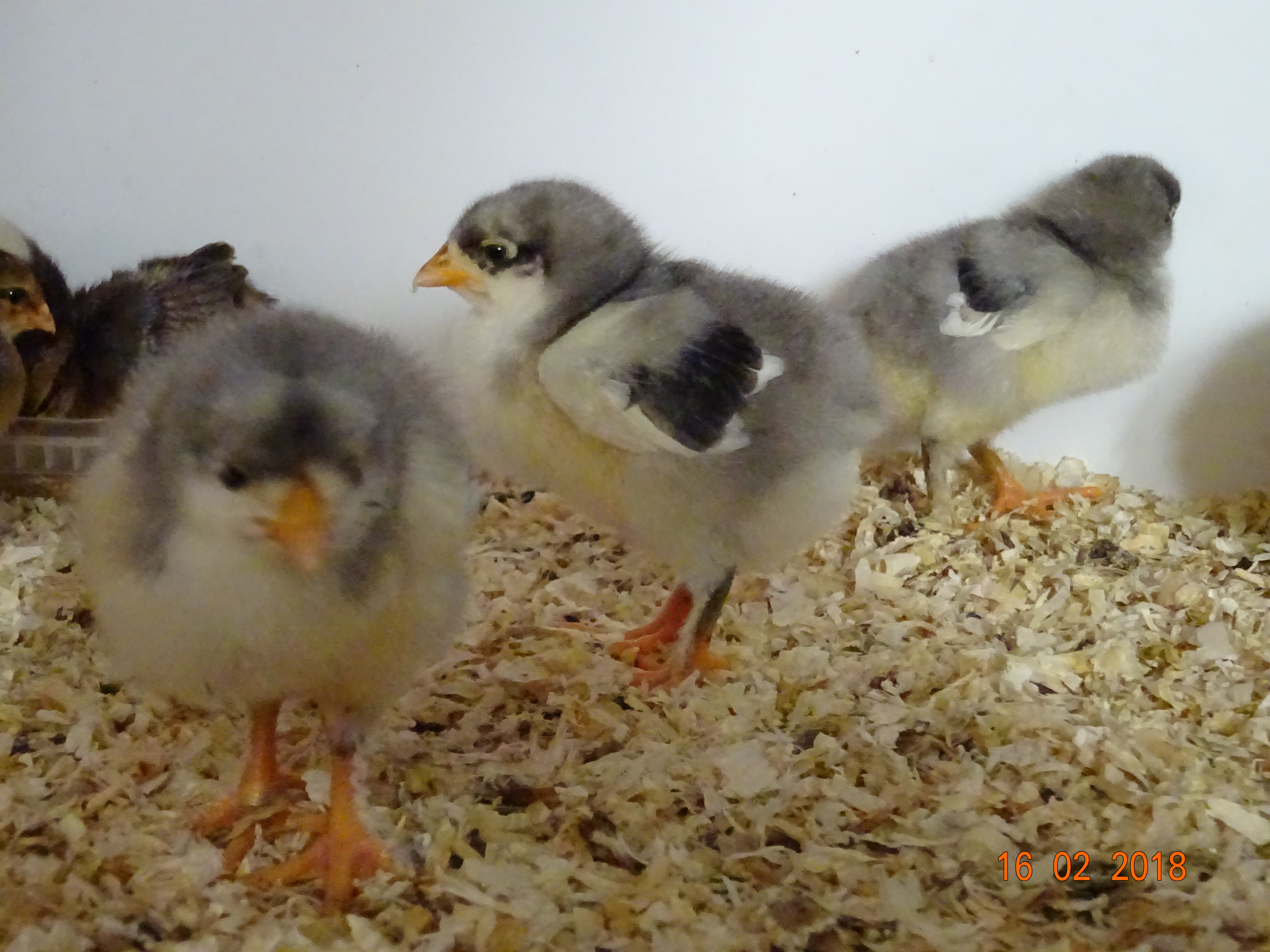 Maran blau silber K&uuml;ken, 17.02.18