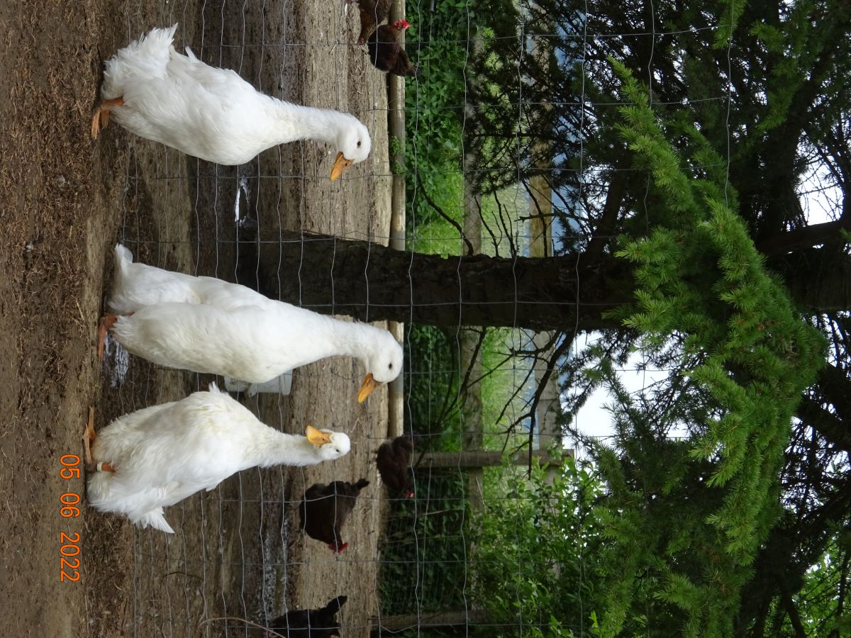 Deutsche Pekingenten Zuchtstamm 4. 09.06.2022