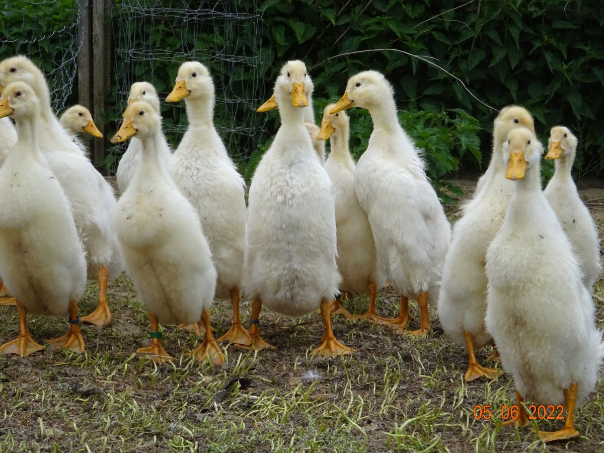 Junge Deutsche Pekingenten, 09.06.2022