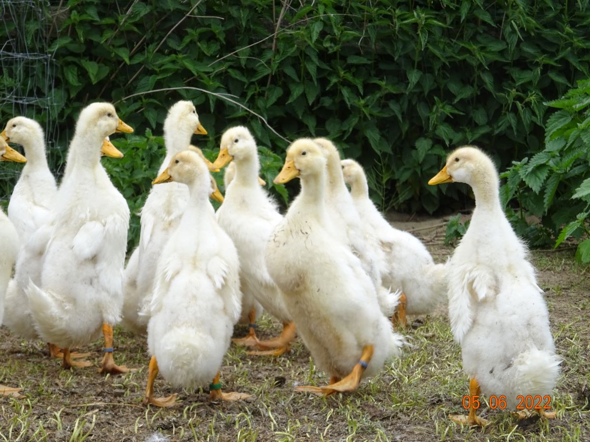 Junge Deutsche Pekingenten, 09.06.2022