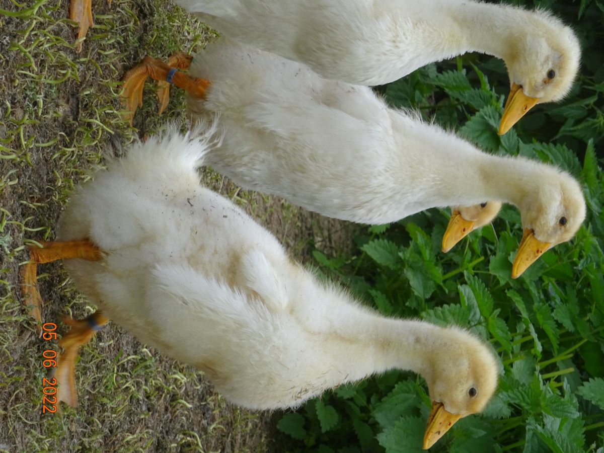 Junge Deutsche Pekingenten, 09.06.2022