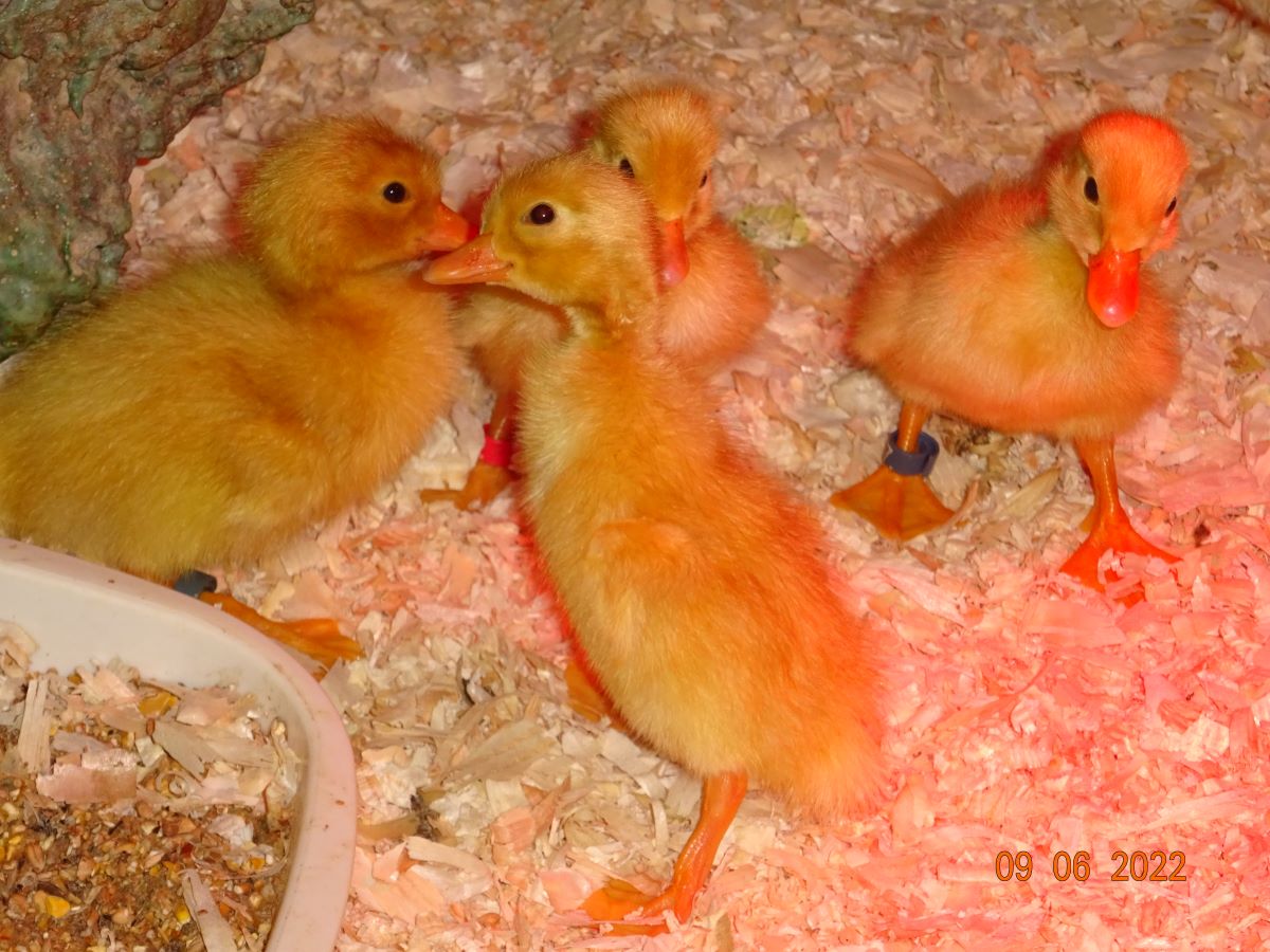 Deutsche Pekingenten K&uuml;ken, 09.06.2022