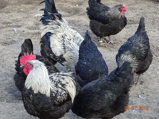 Maran schwarz-silber, Februar 2018