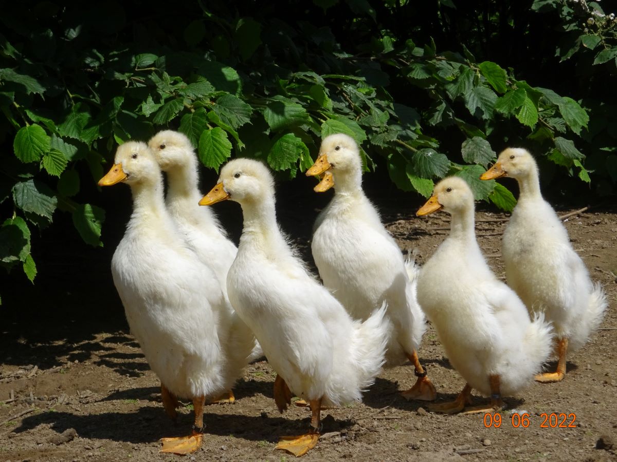Junge Deutsche Pekingenten, 09.06.2022
