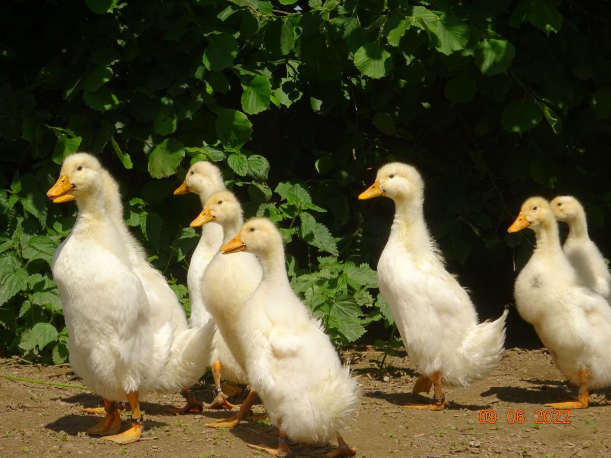 Junge Deutsche Pekingenten, 09.06.2022