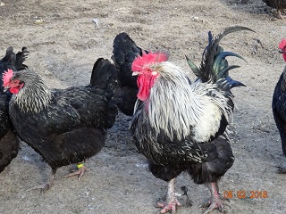 Maran schwarz-silber, Februar 2018