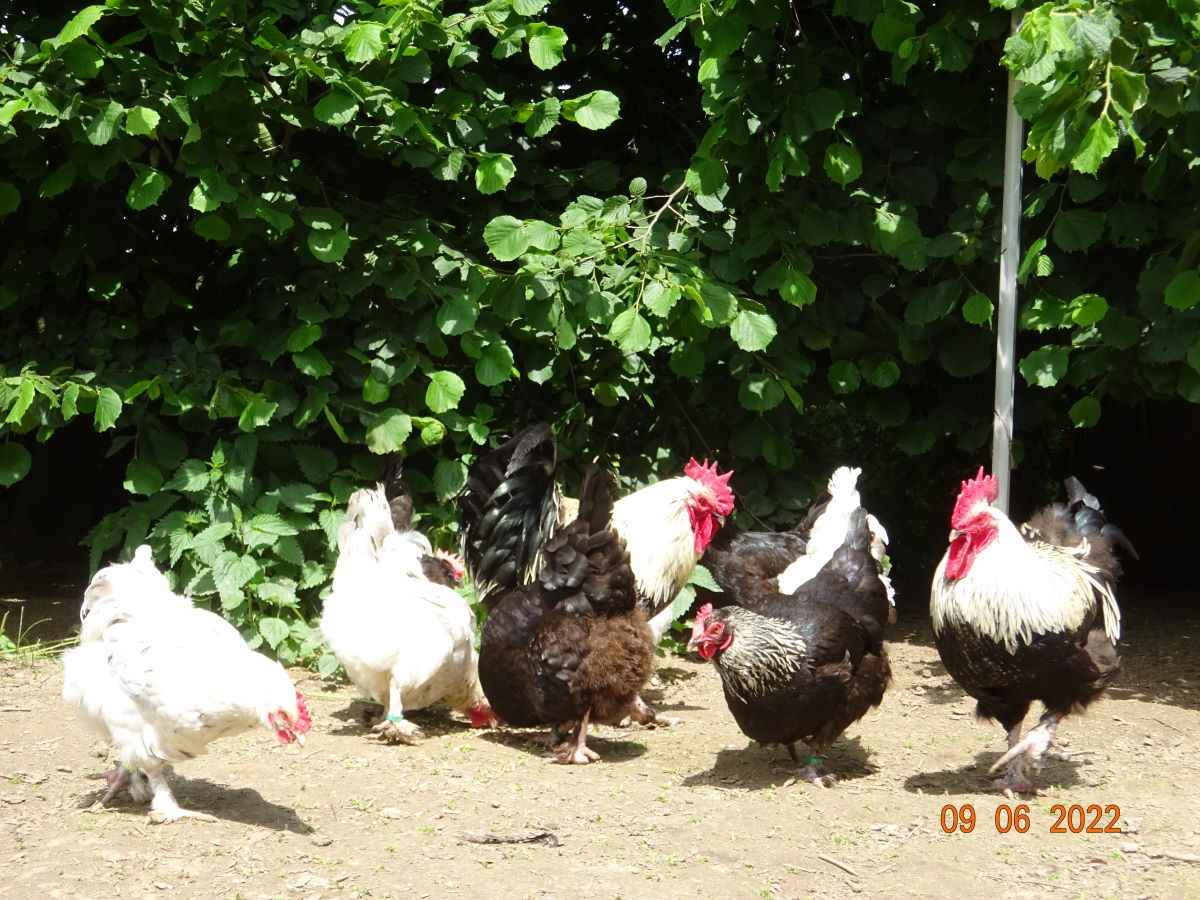 Marans schwarz silber & splash Hennen 09.06.2022