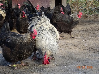 Maran schwarz-silber, Februar 2018