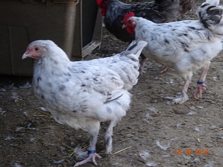 Junge Maran splash farbig, 18.08.2018