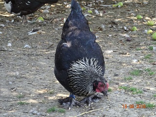 Junge Maranhenne schwarz silber, 18.08.2018