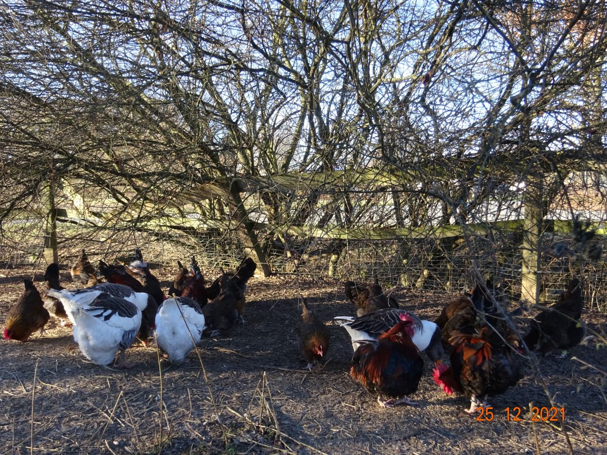 Pommerng&auml;nse mit Dorkings 25.12.2021.