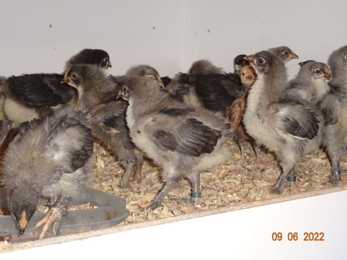 Maran blau silber K&uuml;ken, 09.06.2022