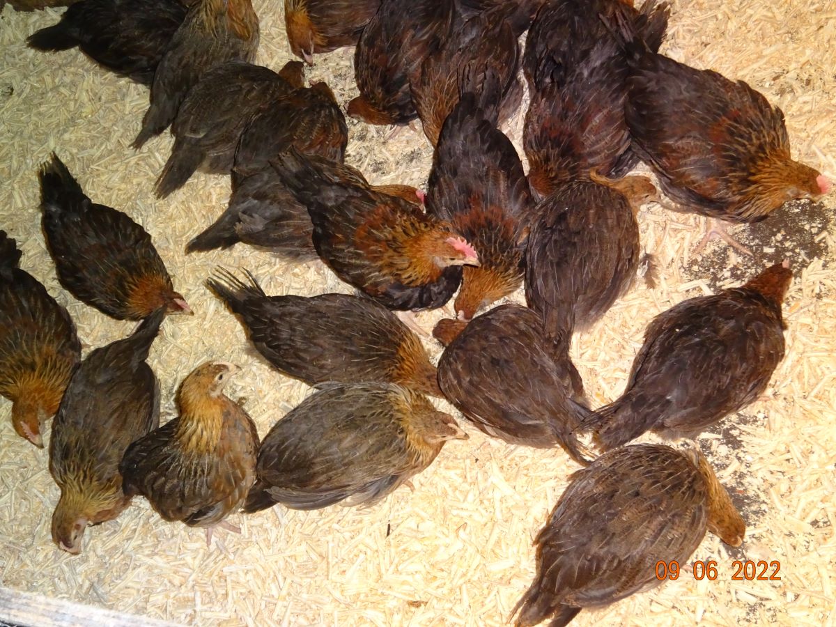 Junge Dorking goldhalsig, 09.06.2022