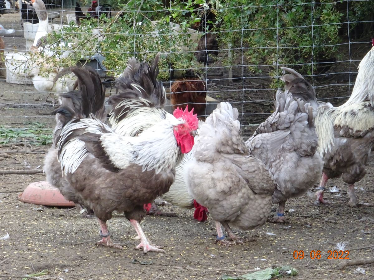 Maran blau silber Zuchtstamm 2. 11.06.2022