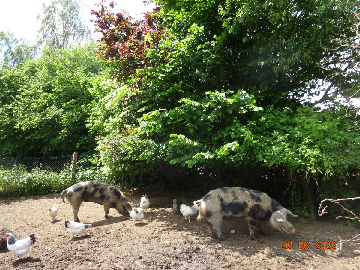 Bunte Bentheimer, 09.06.2022