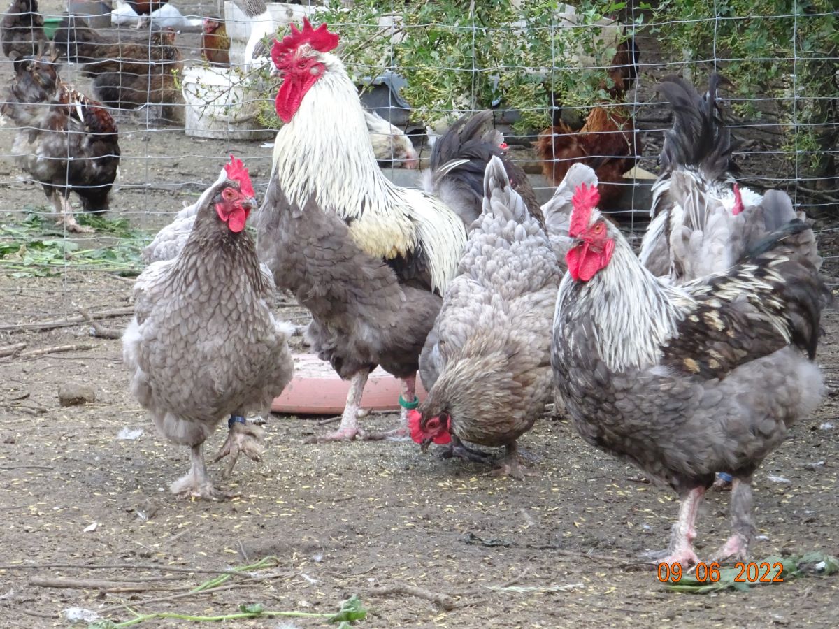 Maran blau silber Zuchtstamm 1. Alt & Jung Hahn. 11.06.2022