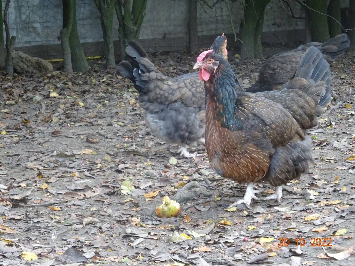 Dorking mit Rosenkamm, 30.10.2022