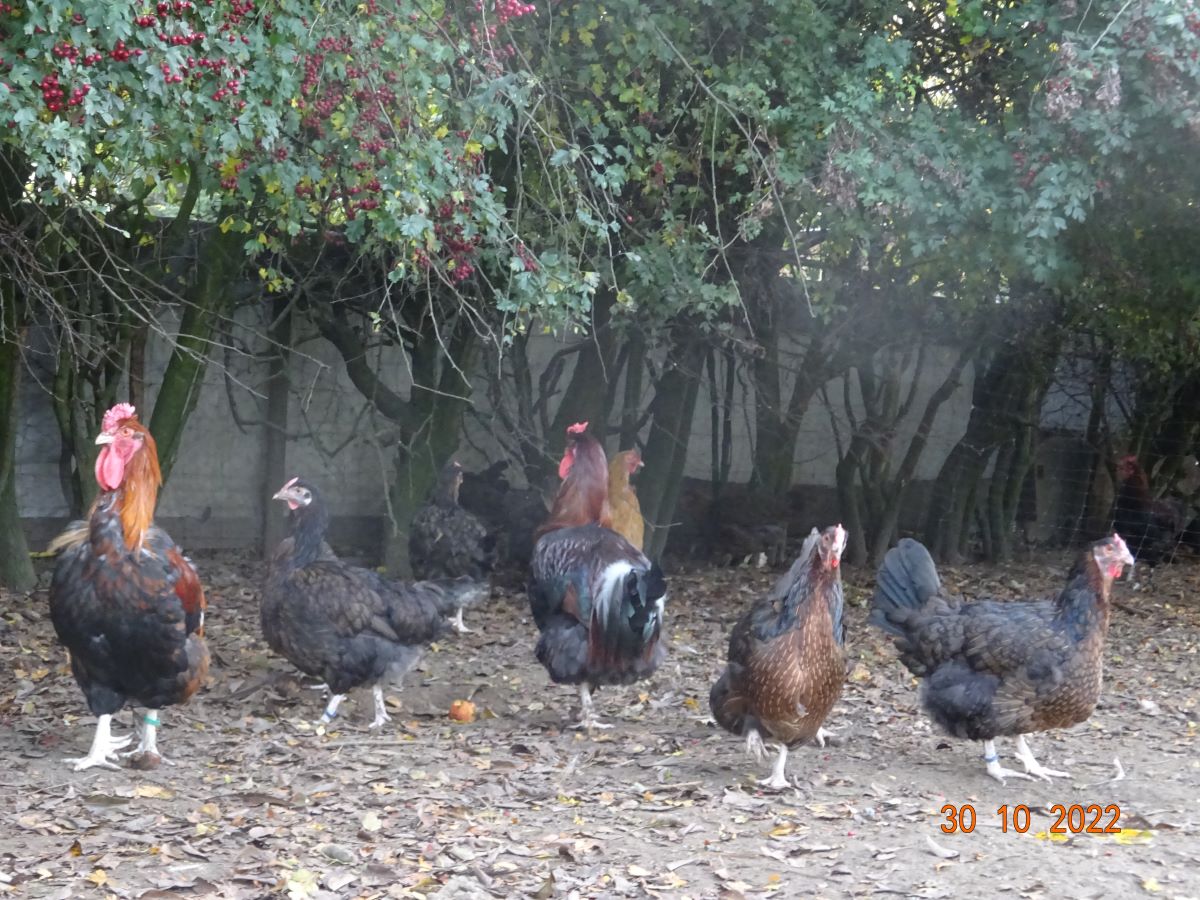 Dorking mit Rosenkamm, 30.10.2022