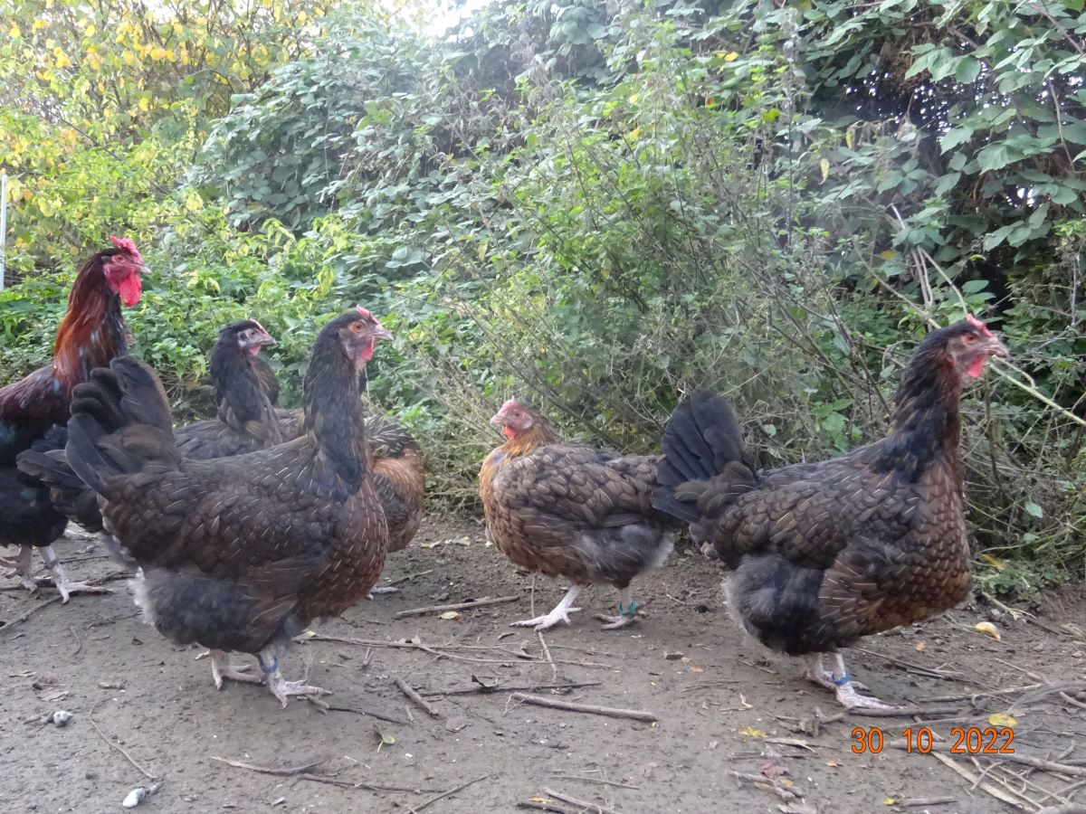 Dorking mit Rosenkamm, 30.10.2022