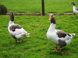 Pommerng&auml;nse, zwei Zuchtganter f&uuml;r die Zucht 2018