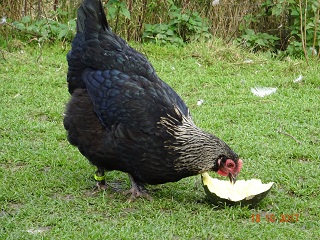 Maran schwarz-silber Junghenne 18.10.2017