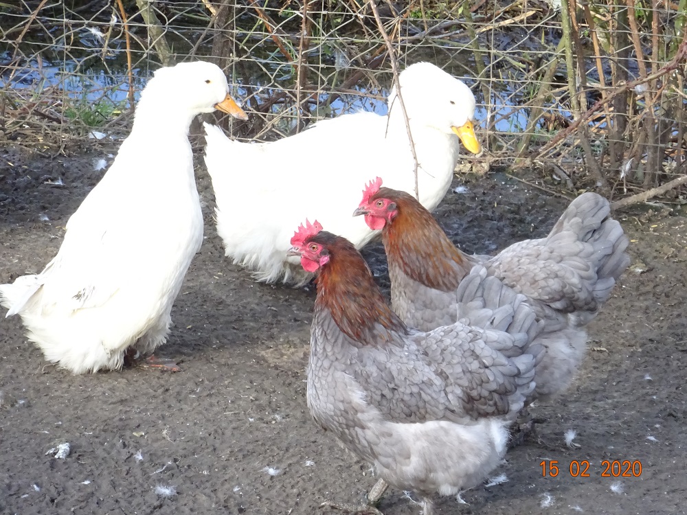 Maran blau kupfer & Deutsche Pekingenten, 15.02.2020