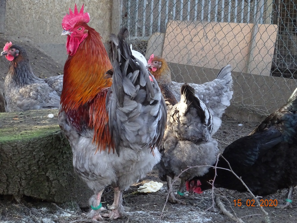 Maran blau kupfer, 15.02.2020