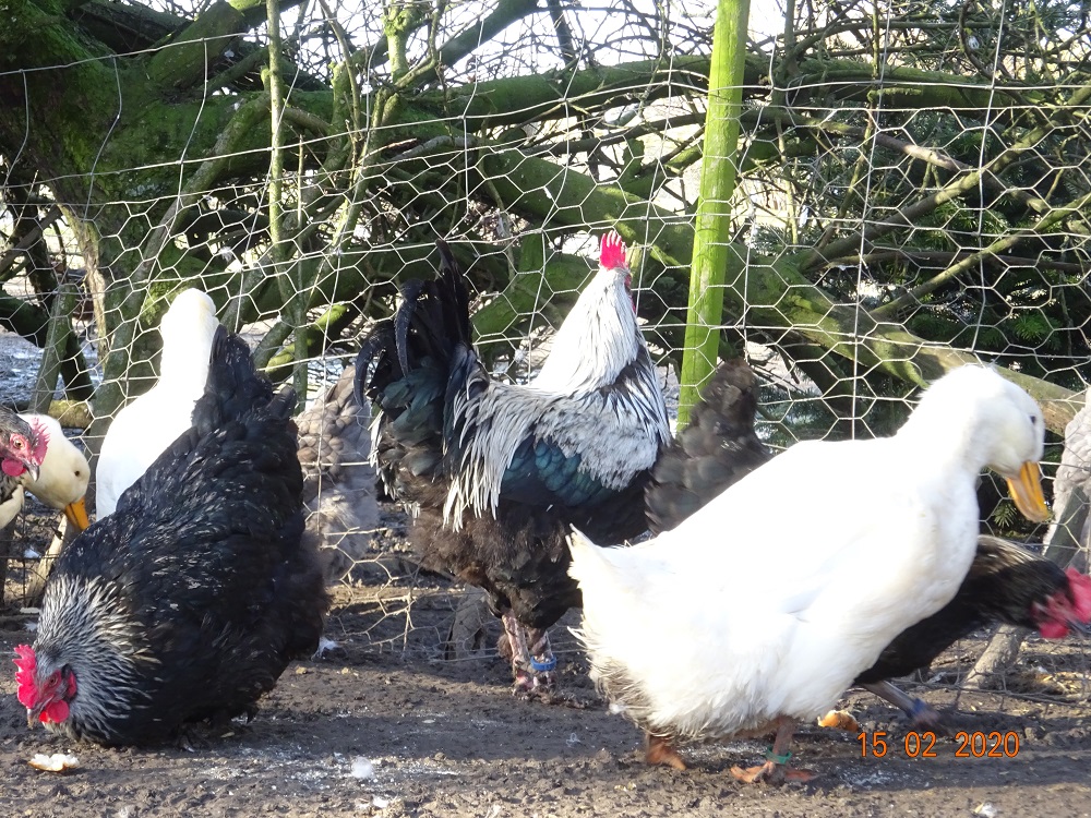 Maran schwarz silber & Deutsche Pekingenten, 15.02.2020