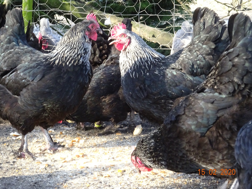 Maran schwarz silber, 15.02.2020