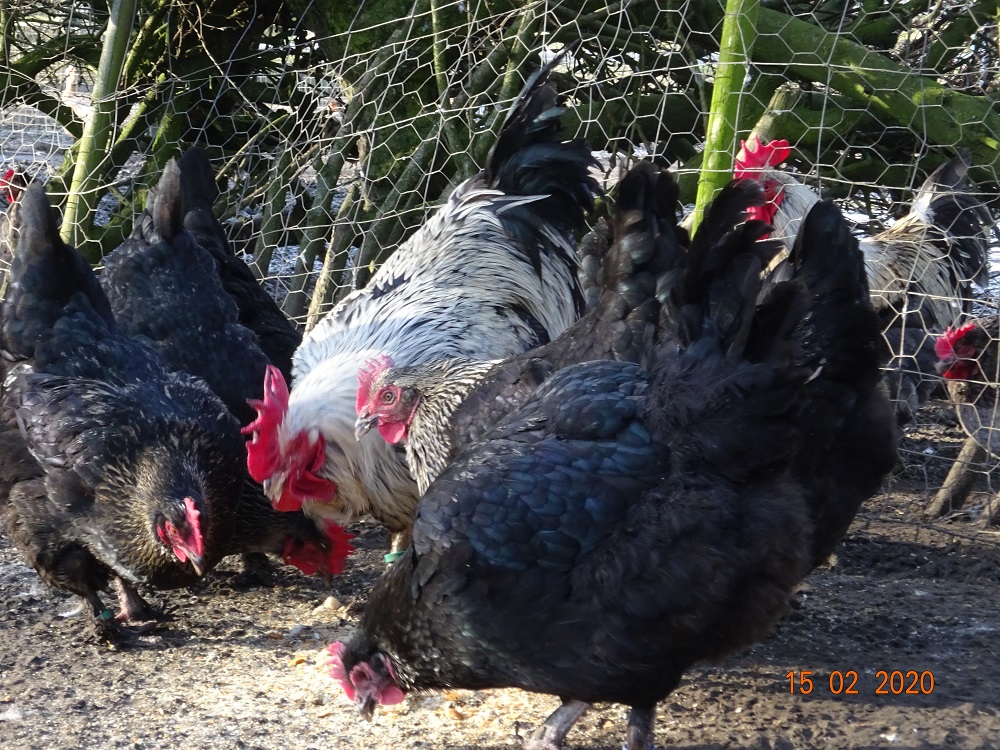 Maran schwarz silber, 15.02.2020