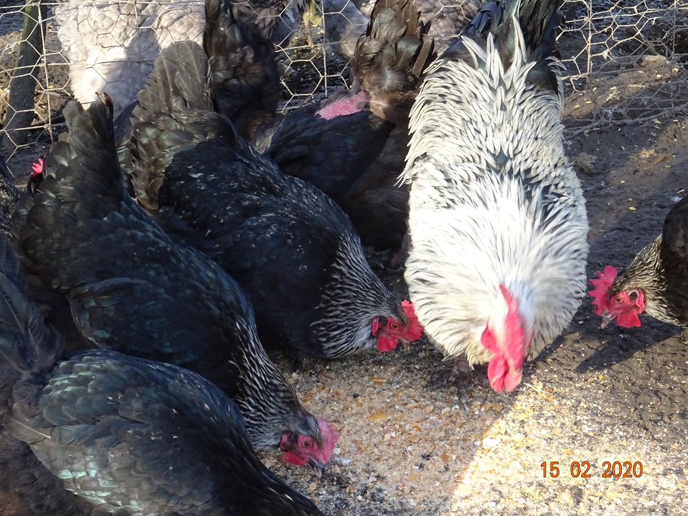 Maran schwarz silber, 15.02.2020