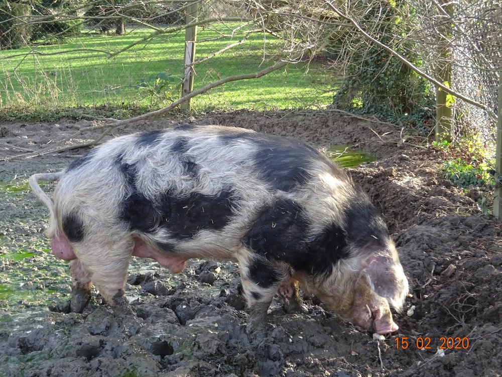 Buntes Bentheimer Schwein, Eber Andi, 15.02.2020