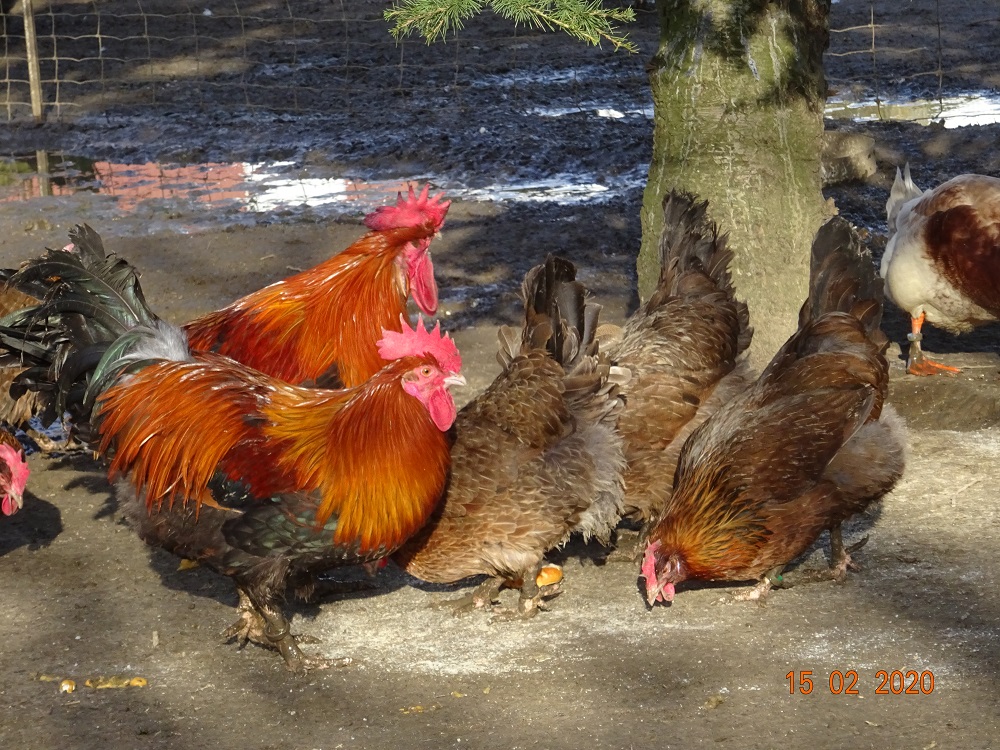 Dorking goldhalsig Alt & Junghahn, 15.02.2020