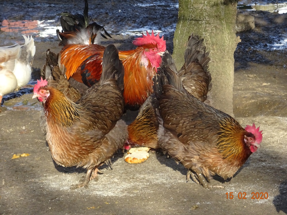 Dorking goldhalsig, 15.02.2020