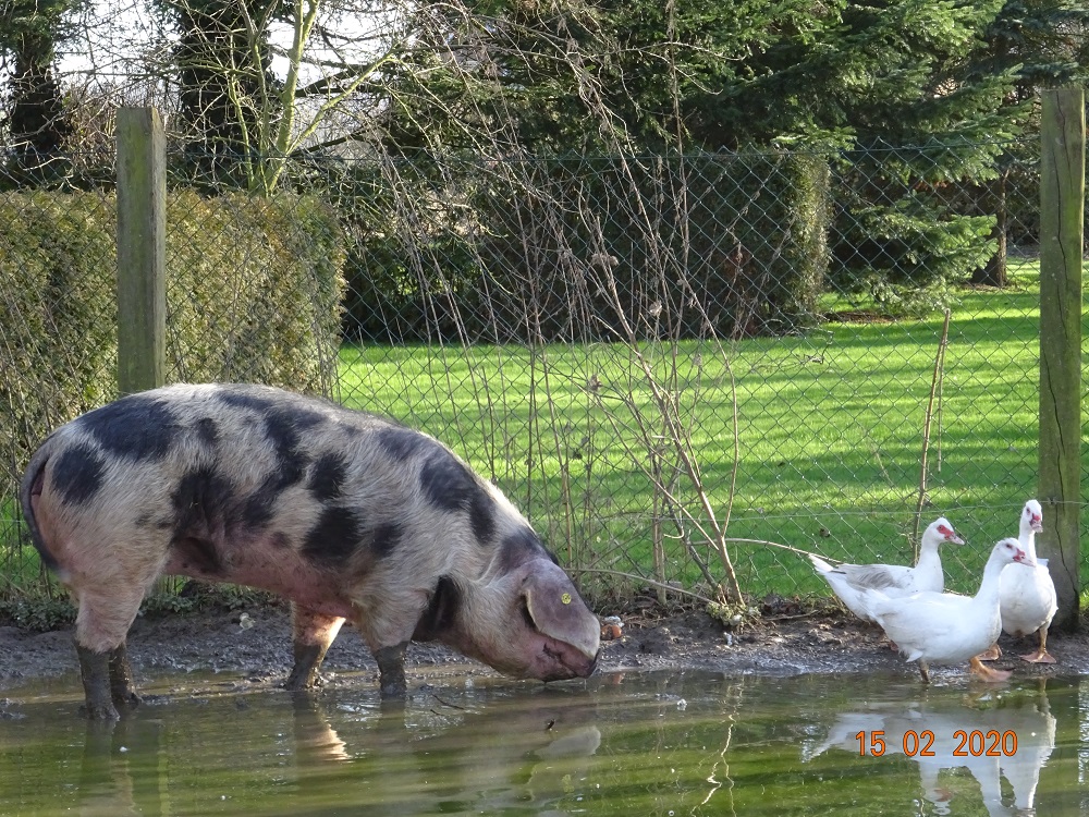 Buntes Bentheimer Schwein, unsere s&uuml;&szlig;e Dicke mit 7Jahren. 15.02.2020