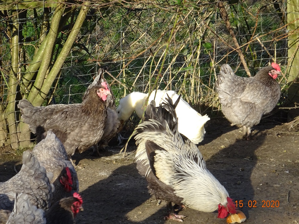 Maran blau silber Junghahn, 15.02.2020