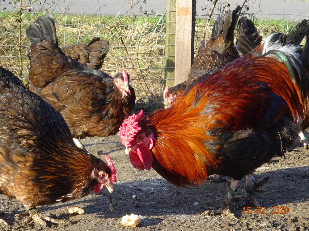 Dorking gold wildfarbig mit Rosenkamm 15.02.2020