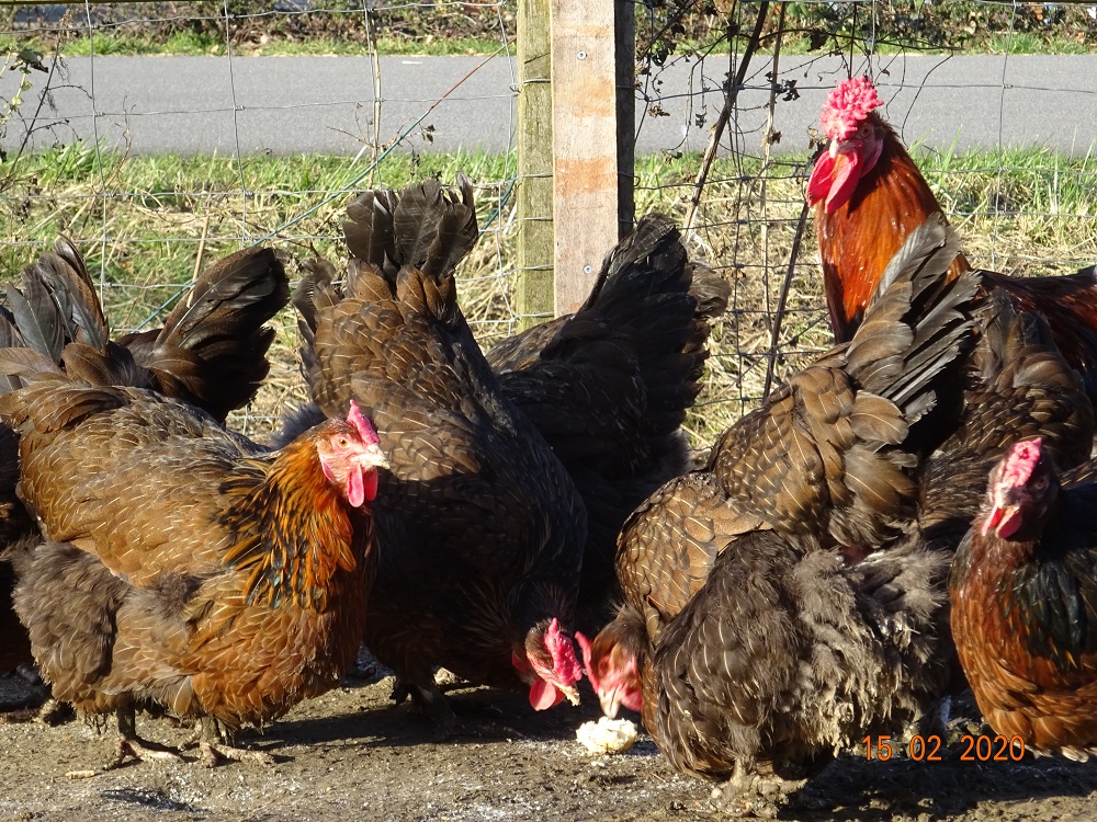 Dorking gold wildfarbig mit Rosenkamm 15.02.2020