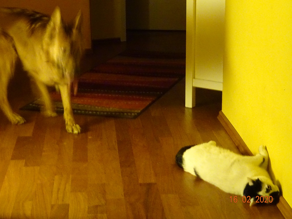 Harzer Fuchs & Tarzan. 15.02.2020