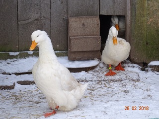 Deutsche Pekingente, 28.03.2018