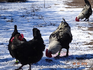 Maran schwarz silber, 20.03.18