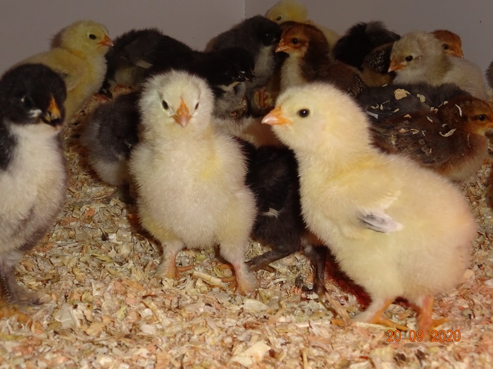 Lachshuhn K&uuml;ken, geschl&uuml;pft am 14.09.2020