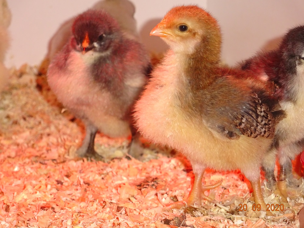 Dorking K&uuml;ken abzugeben, geschl&uuml;pft am 14.09.2020