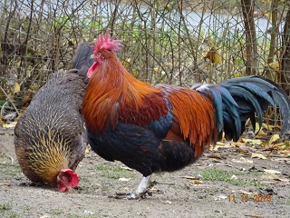 Dorking goldhalsig, 22.11.2018